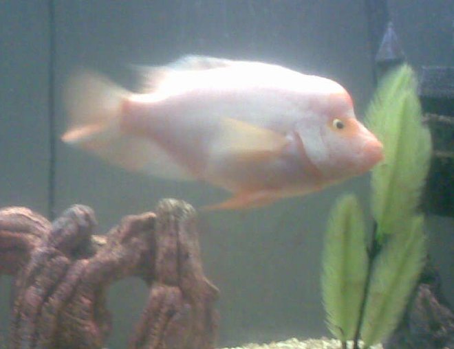 freshwater fish tank (mostly fish and non-living decorations) - This is like the king or Queen of the tank i honestly dont know the gender of this fish i cant seem to figure it out it acts like a male at times then a female so i cant figure it out