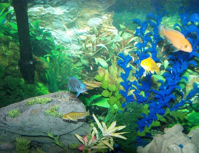 55 gallons freshwater fish tank (mostly fish and non-living decorations) - african cichlids, upclose