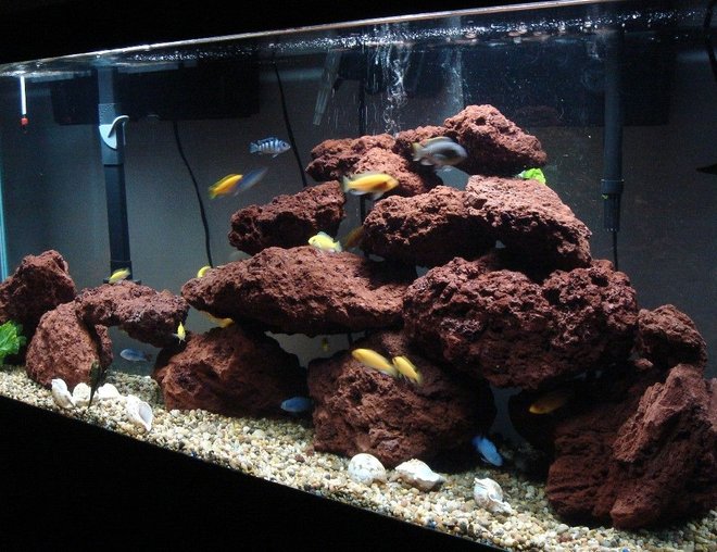 55 gallons freshwater fish tank (mostly fish and non-living decorations) - 55 Gal Malawi Cichlids Tank:

2 Kenyi
9 Yellow labs
7 Socolofi
9 Red x Red Zebras
9 Red Top Zebras