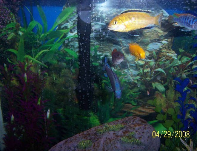 55 gallons freshwater fish tank (mostly fish and non-living decorations) - a nice little pic at feeding time