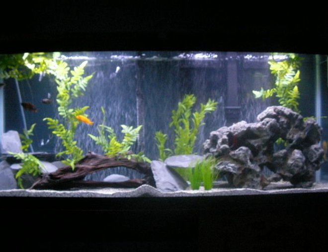 55 gallons freshwater fish tank (mostly fish and non-living decorations) - My 55 gallon mixed Cichlid tank