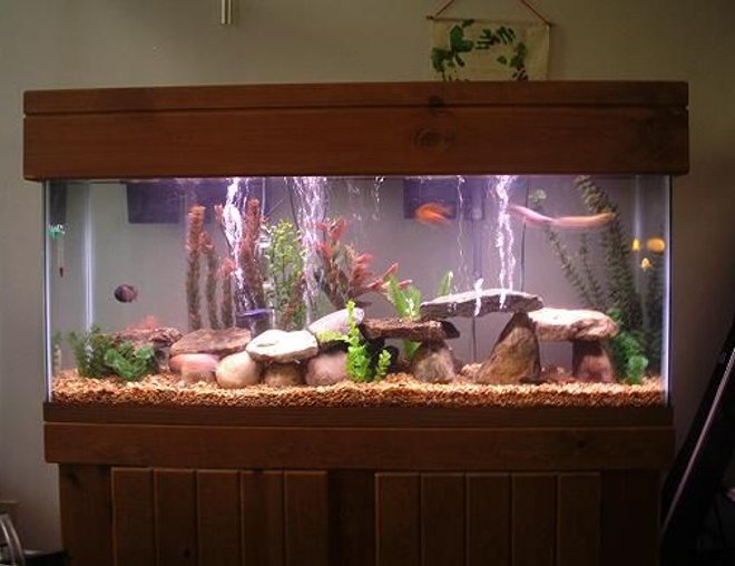 55 gallons freshwater fish tank (mostly fish and non-living decorations) - my 55