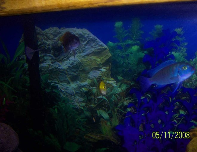 55 gallons freshwater fish tank (mostly fish and non-living decorations) - a new pic, fish up close and personal