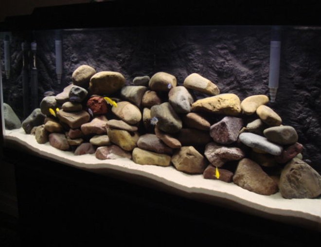 55 gallons freshwater fish tank (mostly fish and non-living decorations) - Lake Malawi Tank
1xAuloncara stuartgranti(Peacock)
5xLabidochromis Caeruleus(Yellow Lab) 
5xPseudotropheus Socolofi(Powder Blue)
3xMelanochromis Johanni(Electric Blue Johanni)