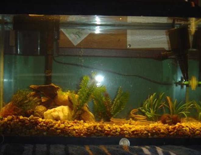 10 gallons freshwater fish tank (mostly fish and non-living decorations) - My stream tank for Black Nosed Dace, a minnow species native to Pennsylvania