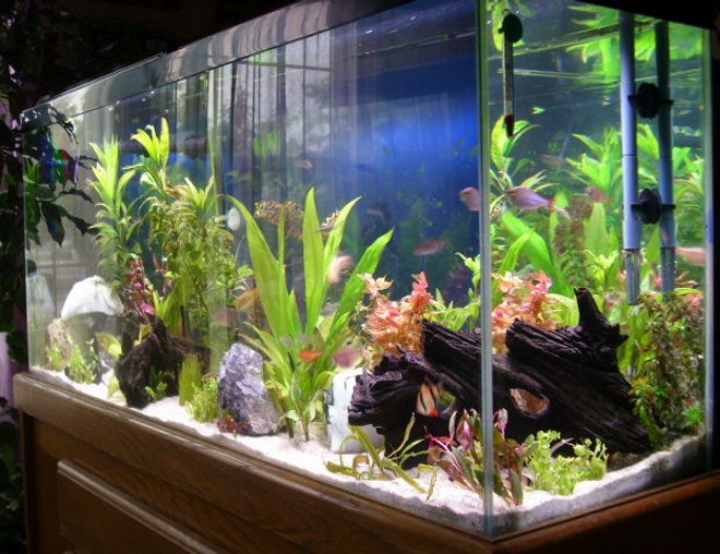 55 gallons freshwater fish tank (mostly fish and non-living decorations) - 55 gal planted aquarium set up 05/2007.