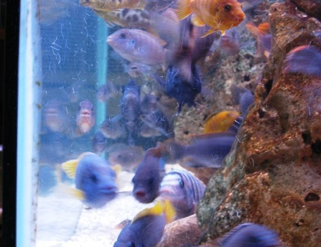 55 gallons freshwater fish tank (mostly fish and non-living decorations) - side view 55 gall