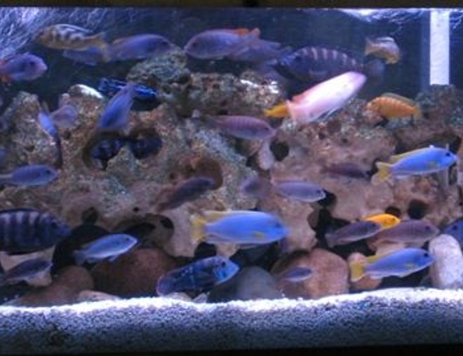 55 gallons freshwater fish tank (mostly fish and non-living decorations) - cichlids
