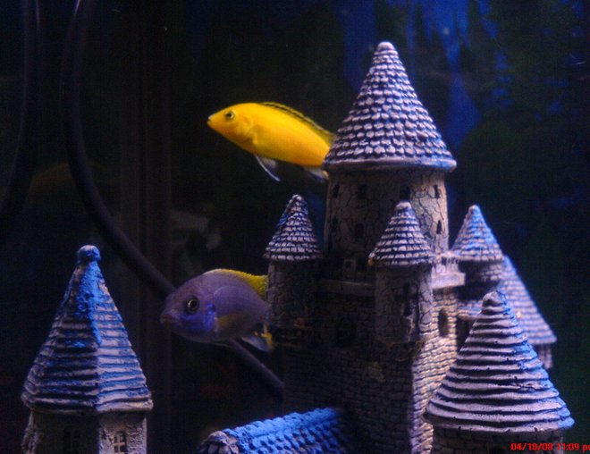 55 gallons freshwater fish tank (mostly fish and non-living decorations) - Acie and electric yellow Cichlids King and Queen of the Castle