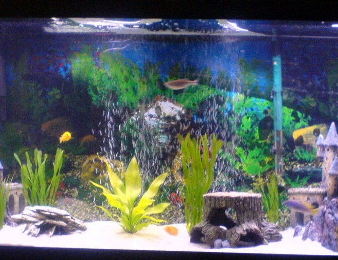 55 gallons freshwater fish tank (mostly fish and non-living decorations) - front view