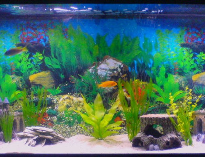 55 gallons freshwater fish tank (mostly fish and non-living decorations) - My First tank Ever Trials and Errors