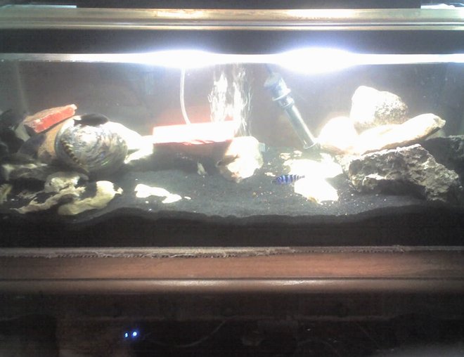 60 gallons freshwater fish tank (mostly fish and non-living decorations) - this is a newly setup tank