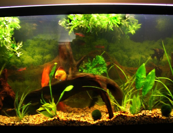 55 gallons freshwater fish tank (mostly fish and non-living decorations) - My tank