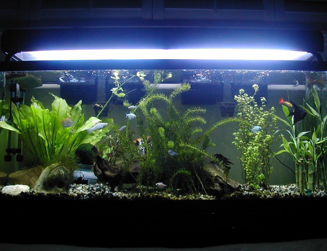 55 gallons freshwater fish tank (mostly fish and non-living decorations) - Nice plant set-up (1 of many) I had goin in my tank. I took this picture shortly before "El Patron" aka "The Boss" died from internal infections (bloat) -- You can see he's the big angelfish kinda hiding in the back. RIP