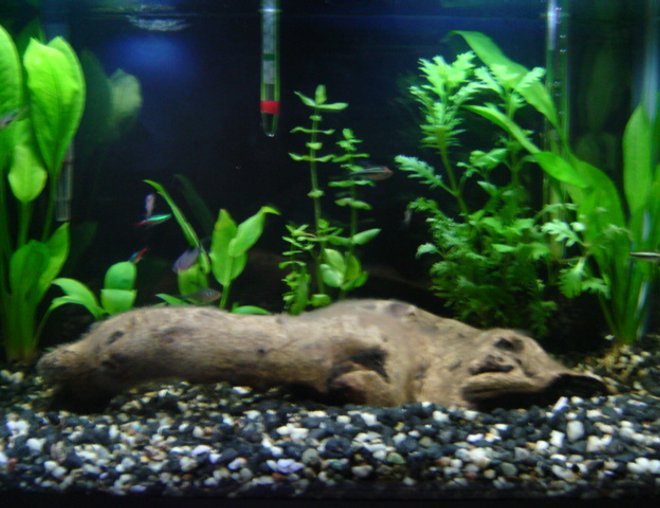 10 gallons freshwater fish tank (mostly fish and non-living decorations) - 10 gal fresh