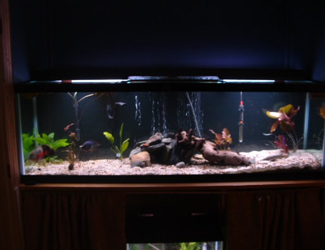 125 gallons freshwater fish tank (mostly fish and non-living decorations) - My 125