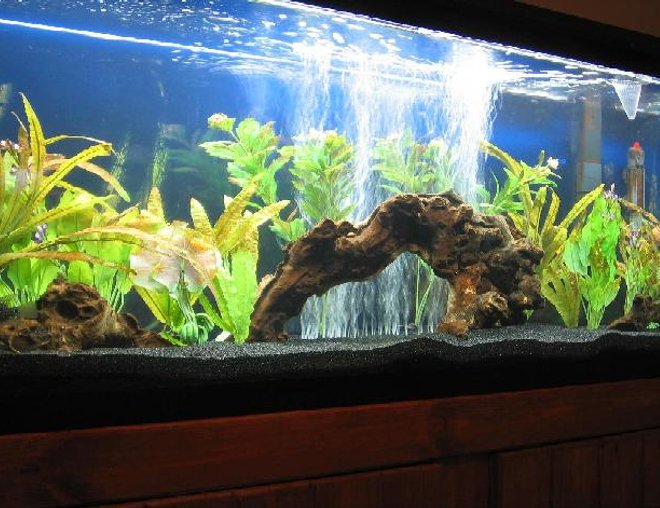 55 gallons freshwater fish tank (mostly fish and non-living decorations) - 55 gallon Freshwater NW Chiclid