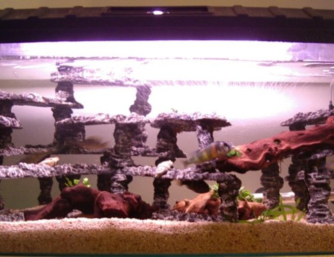 30 gallons freshwater fish tank (mostly fish and non-living decorations) - This tank was set up from scratch 7 months ago. The fish seem to like it as they started breeding two months afterwards. The only problem I have at present, is that the dominant male is running the other fish ragged during spawing time. I currenty have one female holding at present