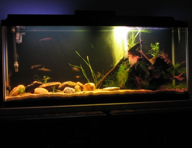 55 gallons freshwater fish tank (mostly fish and non-living decorations) - Fluval 304
50 watts of light
Sand Substrate
Crystal Wort, Java Fern
30 lbs of Malaysian Driftwood

Fish Include:

-3 Pictus Cats (Peruvian)
-2 Weather Loaches (One Silver; One Gold)
-1 Farlowella Catfish
-5 Brilliant Rasboras
-1 Horsefaced Loach
-2 Bloodfin Tetras
-1 Marbled Hatchetfish
-2 Mystery Snails