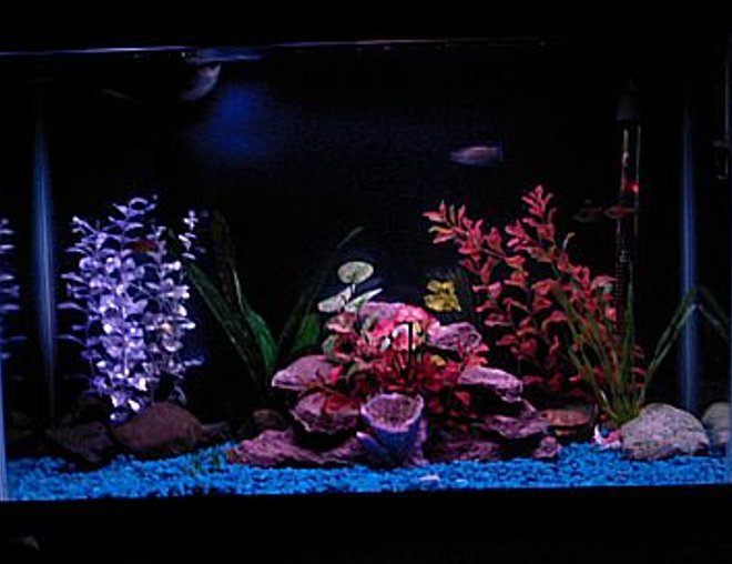 55 gallons freshwater fish tank (mostly fish and non-living decorations) - Von Rio Tetras and 1 three spot gourami.