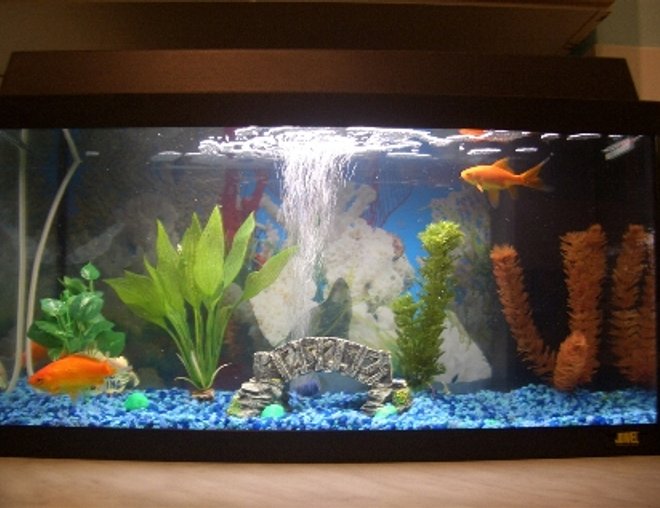 60 gallons freshwater fish tank (mostly fish and non-living decorations) - 60 rekord my Juwel tank the best tank around i think and cheap cost's only around £95 the best thing is it came with a heater so if i do get bored of cold water fish i can just put the heater and get tropical fish