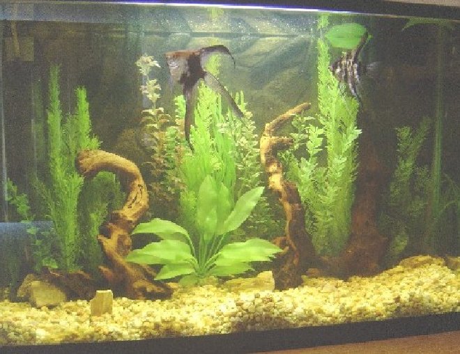 45 gallons freshwater fish tank (mostly fish and non-living decorations) - all the plants are artificials, and the roots are mopanies, contains an escalar`s  couple, and their babies, the ph its 6.5, and has 2 filters, 1 inrternal and the other external.