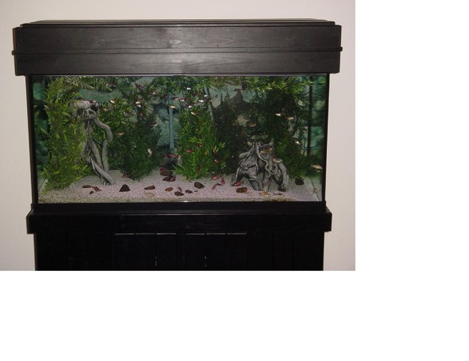 90 gallons freshwater fish tank (mostly fish and non-living decorations) - Here is My 90 Gallon Tera Tank with Plastic Pants, Ceramic Roots, White Chiclid Sand