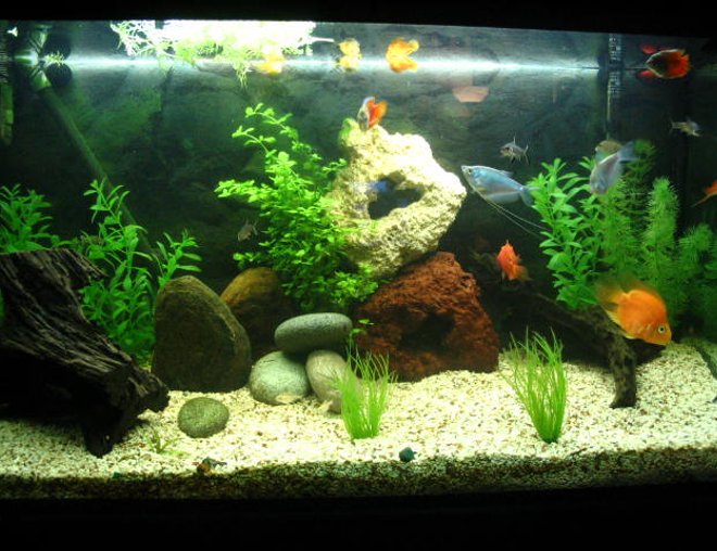 50 gallons freshwater fish tank (mostly fish and non-living decorations) - Tank