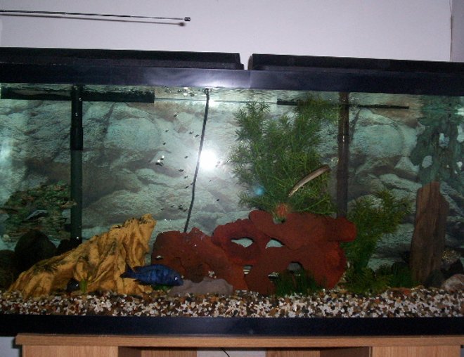 55 gallons freshwater fish tank (mostly fish and non-living decorations) - my new setup