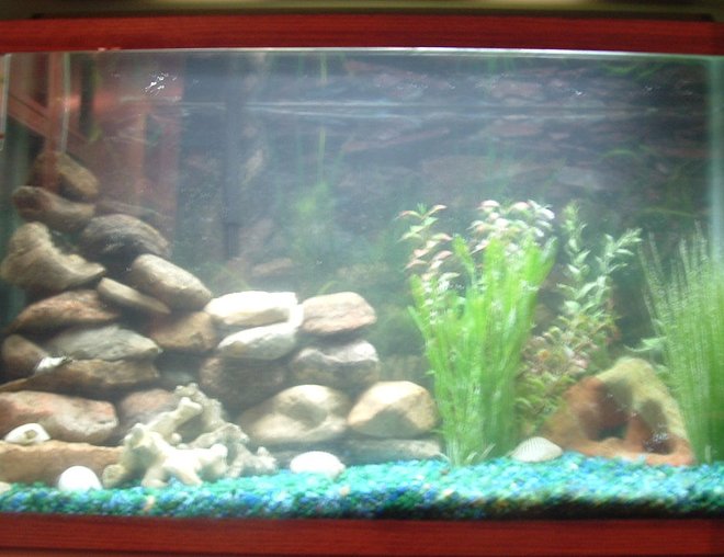 30 gallons freshwater fish tank (mostly fish and non-living decorations) - I haven't put my fish in yet in this picture but this is my 30 gallon tropical tank.