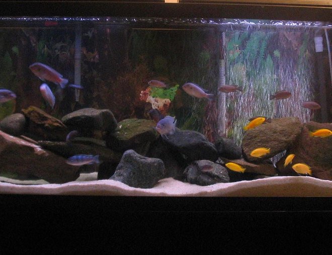 55 gallons freshwater fish tank (mostly fish and non-living decorations) - Standard 4', 55gal tank. Currently running a Fluval 304 and a 204 for filtration, Ebo Jager submersible heater, and two aquaglo light strips. Sand substrate, and rock decor - no plants. Mixed African mbuna cichlid tank:
2 Cobalts
5 Demasoni
7 Yellow Labs
4 Polit
4 Cyno sp. 'Lions Cove'
1 Kenyi
1 OB Peacock