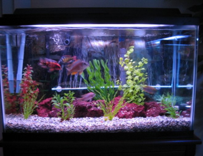 29 gallons freshwater fish tank (mostly fish and non-living decorations) - my tank
