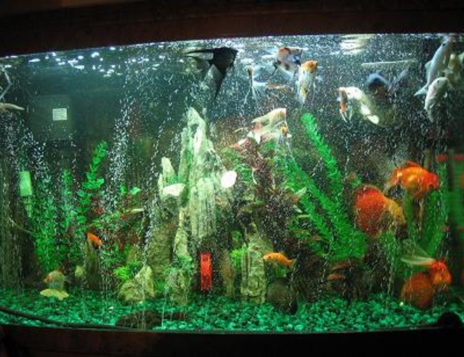 60 gallons freshwater fish tank (mostly fish and non-living decorations) - Just a little something of one of my tank