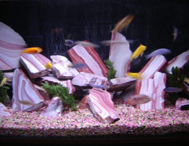 46 gallons freshwater fish tank (mostly fish and non-living decorations) - Malawi Cichlid Tank