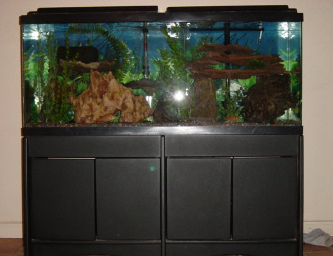 55 gallons freshwater fish tank (mostly fish and non-living decorations) - tf