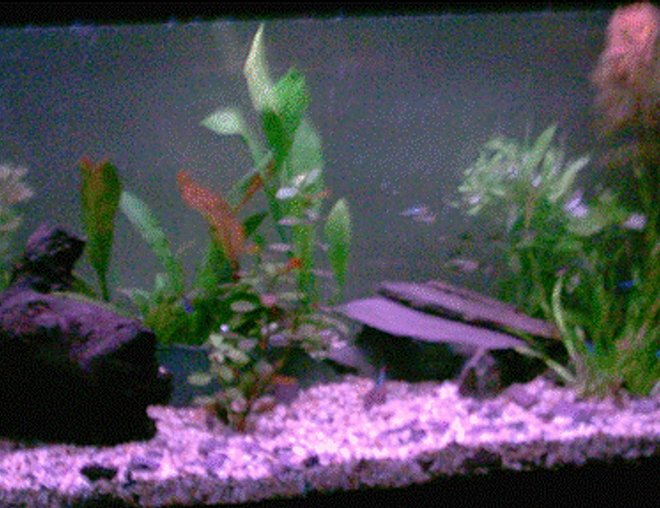 120 gallons freshwater fish tank (mostly fish and non-living decorations) - My discus tank Discus come first not plants.