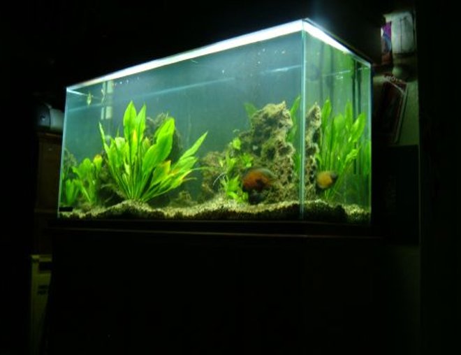 80 gallons freshwater fish tank (mostly fish and non-living decorations) - 80 Gallon Tank
