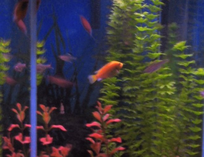 35 gallons freshwater fish tank (mostly fish and non-living decorations) - 35 gallon hex tank with a few fake plants & ornaments
electric yellow, 3 flame red gouramis, 6 serpea tetra, 6 pristella tetra, common pleco
