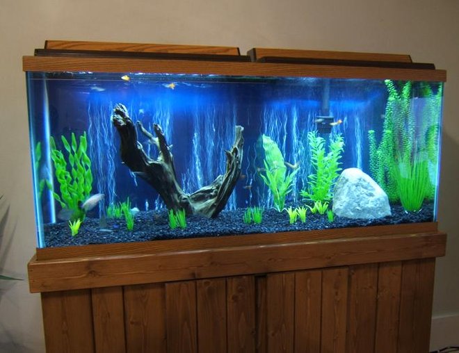 55 gallons freshwater fish tank (mostly fish and non-living decorations) - new tank
