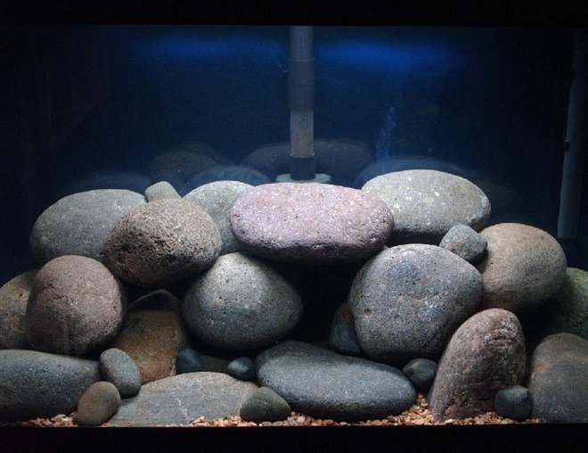 30 gallons freshwater fish tank (mostly fish and non-living decorations) - Pombo Reef