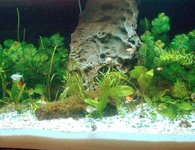 100 gallons freshwater fish tank (mostly fish and non-living decorations) - 2-week old 100 Gallon Community Fish Tank - Jan 26, 06.