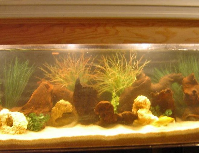 125 gallons freshwater fish tank (mostly fish and non-living decorations) - 125 gallon south american cichlids.  2 oscars, 2 red blood parrots, 2 rainbow cichlids, 1 dempsey, 3 tin foil barbs, 1 plectues cat and my 4 year old sons goldfish.  i made the hood to match the decor of the room.  i also have a 150 african tank.  with about 40 cichlids