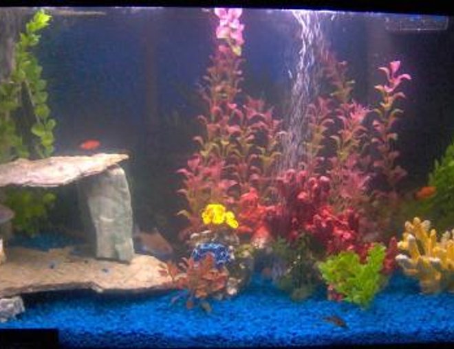 29 gallons freshwater fish tank (mostly fish and non-living decorations) - the reason i work 60+ hrs a week.