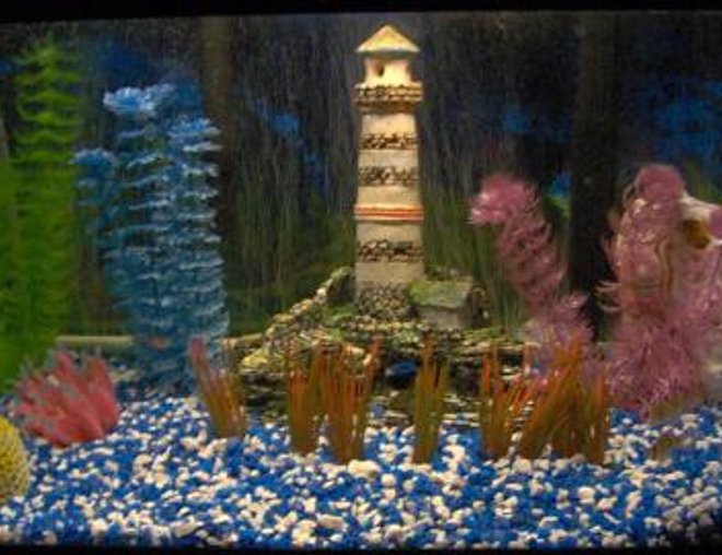 29 gallons freshwater fish tank (mostly fish and non-living decorations) - so many fish, so little time