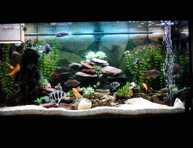 90 gallons freshwater fish tank (mostly fish and non-living decorations) - FRESHWATER2