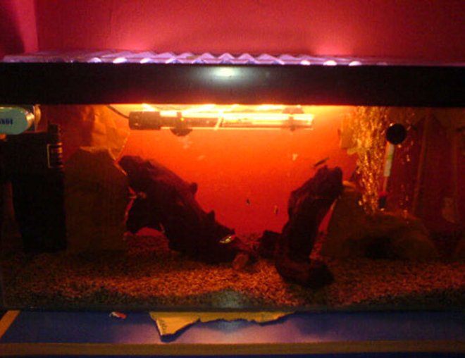 14 gallons freshwater fish tank (mostly fish and non-living decorations) - -14g tank. Containing 5 small neon tetras, 2 male guppys, 2 kulhi loaches, 2 amano shrimp, 1 bristlenose pleco, 1 dwarf gourami (female) and 1 bamboo shrimp. Decor: 2 large pieces of Bog wood, java moss, fine gravel and 2 rocks.