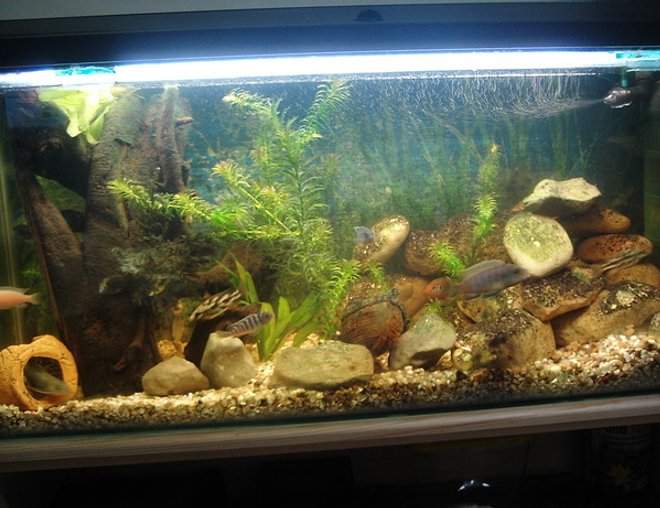 30 gallons freshwater fish tank (mostly fish and non-living decorations) - Cichlid Community