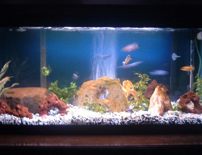 30 gallons freshwater fish tank (mostly fish and non-living decorations) - 30g Mbuna tank