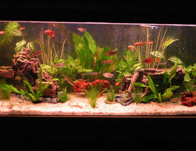 45 gallons freshwater fish tank (mostly fish and non-living decorations) - 4 mth old