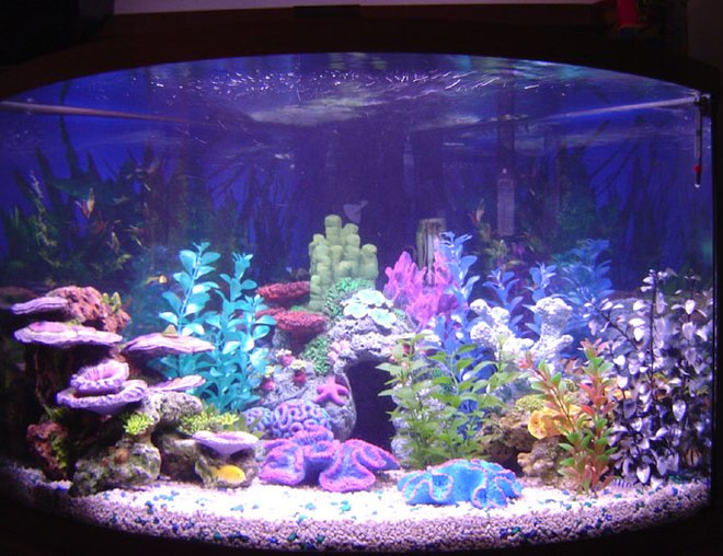 36 gallons freshwater fish tank (mostly fish and non-living decorations) - 36gal corner tank